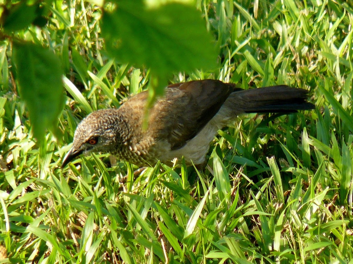 Brown Babbler