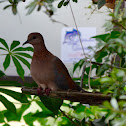 Laughing dove babies