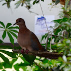 Laughing dove babies