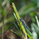 Blue Ground Skimmer