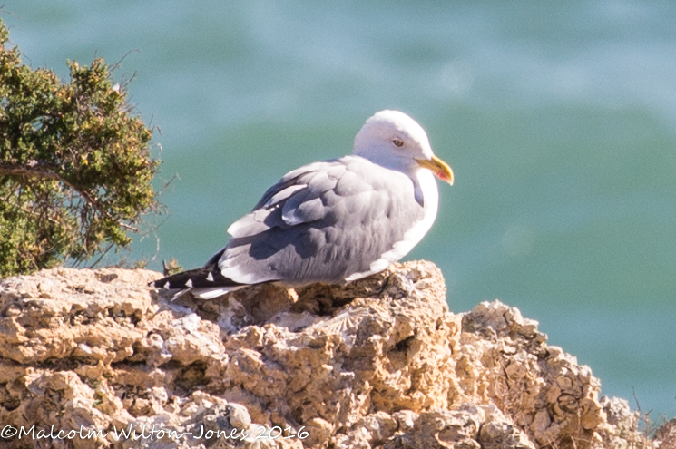 Yellow-legged Gull; Gaviota Patiamarilla