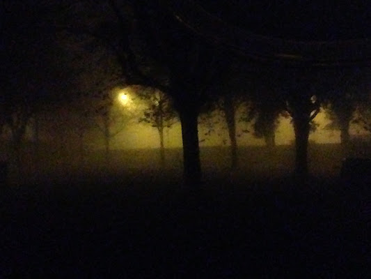 Nebbia Nella Notte di polecat