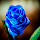 Blue Rose Wallpapers for New Tab 