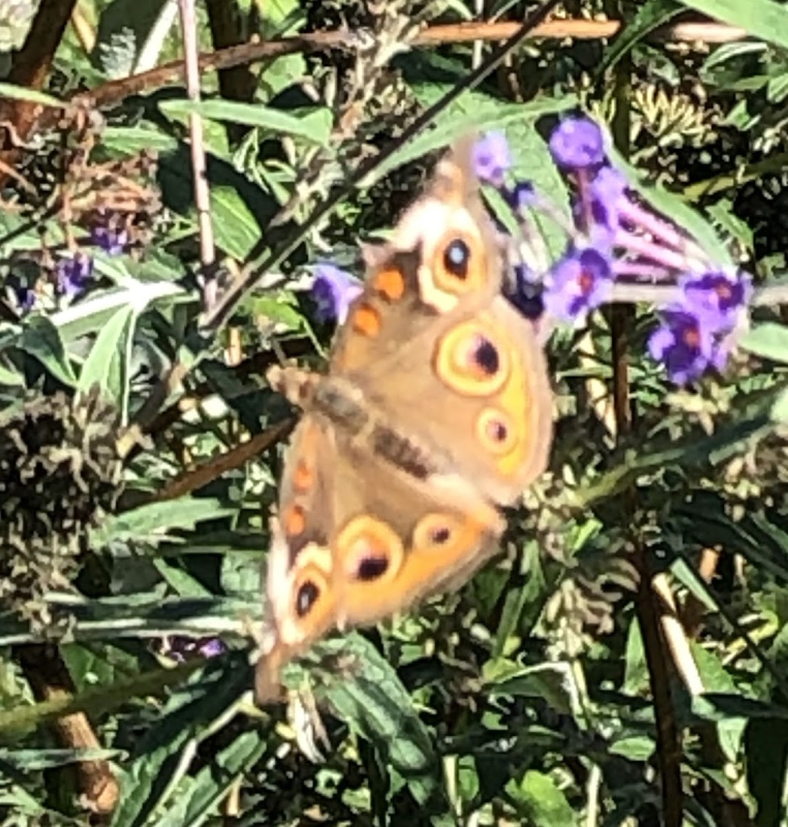 Common Buckeye