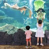 Hà Nội [E - Voucher] Vé Vào Cửa Em Bé Tại Thủy Cung Aquarium - Khách Hàng Từ 80 Cm Đến Dưới 140 Cm