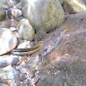 Striped Red Mullet