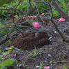 Botta’s Pocket Gopher