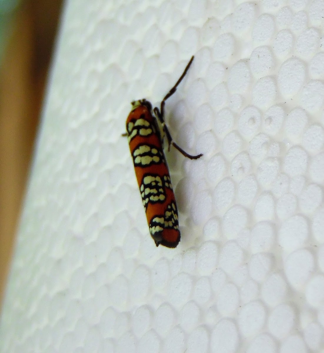 Ailanthus Webworm Moth