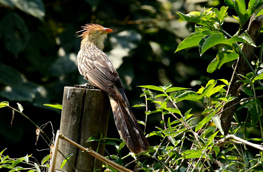 Guira Cuckoo