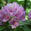 Catawba Rhododendron