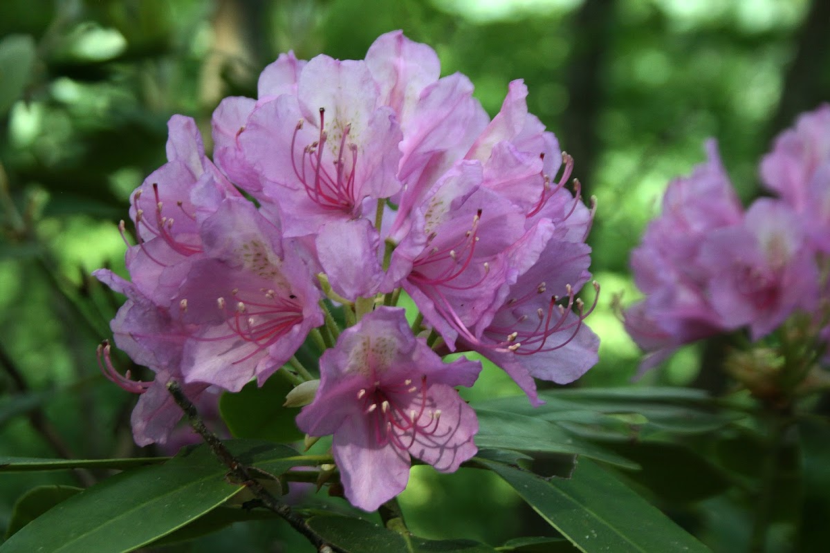 Catawba Rhododendron