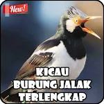 Kicau Jalak Terlengkap Apk