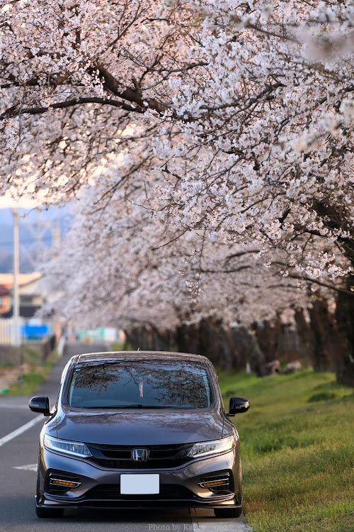 ジェイドのモレラ岐阜・サクラと愛車・サクラと愛車🌸・桜シーズン開幕に関するカスタム事例の投稿画像3枚目