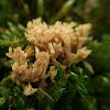 "Dune Coral Fungus"/Duinkoraalzwam