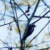 Downy woodpecker