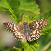 Tropical Checkered-Skipper