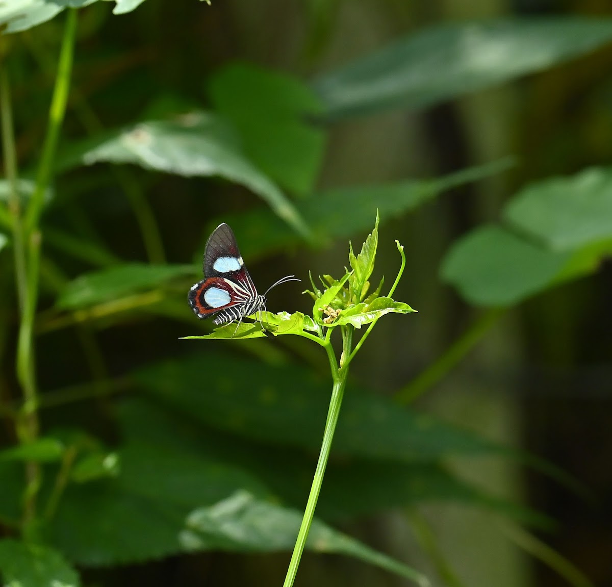 Erateina specularia