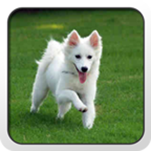 American Eskimo Dog Theme