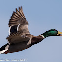 Mallard; Anade Real