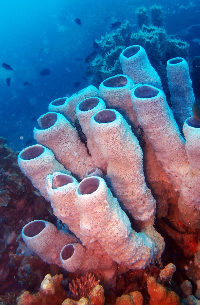 Tube Sponge