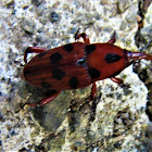 Palmetto Weevil