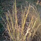 Broomsedge