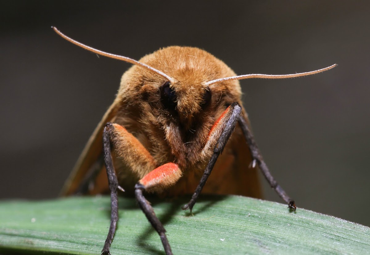 Isabella Tiger Moth - 8129