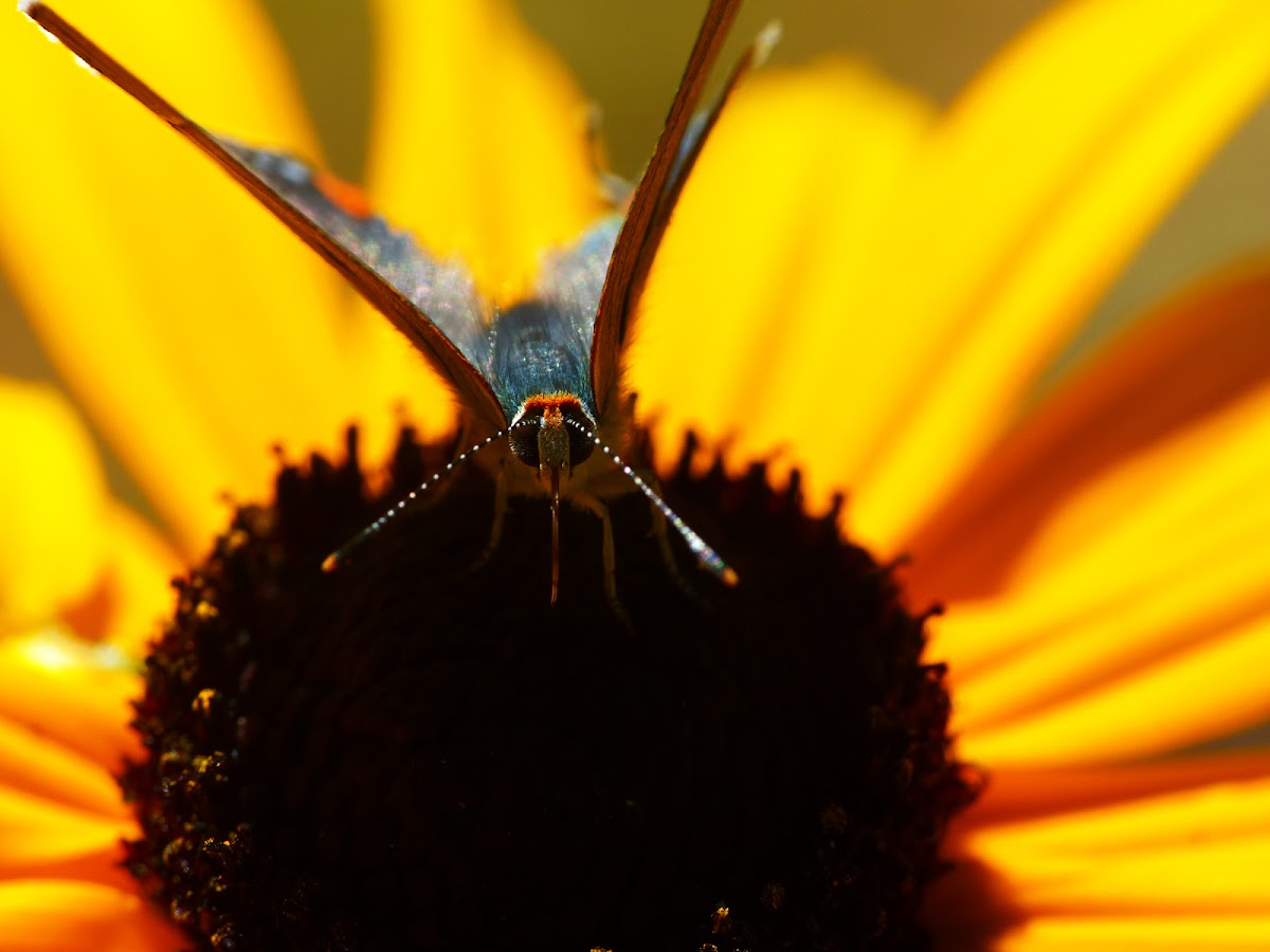 gray hairstreak