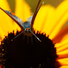 gray hairstreak