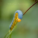 Sawfly Larvae