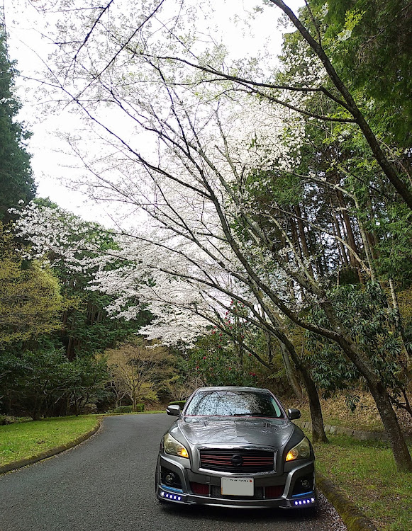 フーガの奈良県葛城市・4月2日(土)・動画二本立て・桜🌸に石楠花(しゃくなげ)・葛城山麓公園に関するカスタム事例の投稿画像7枚目