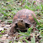 Eastern Box turtle