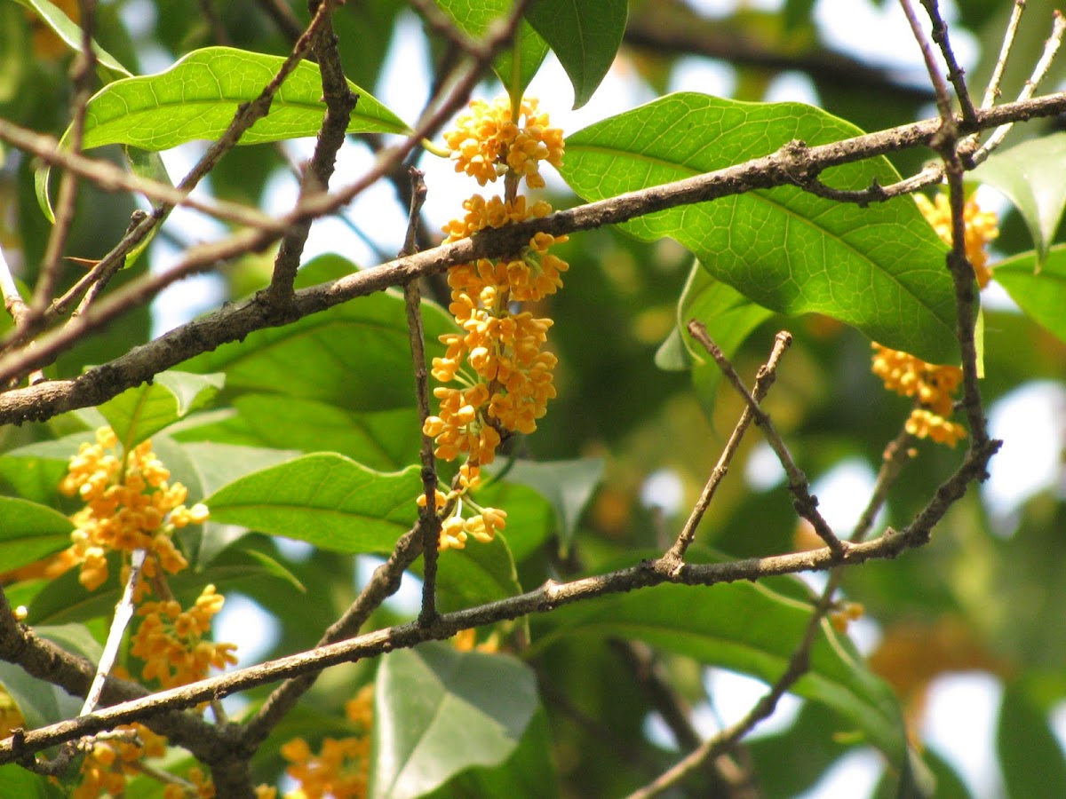 Osmanthus