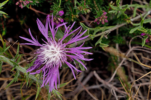 Centaurea corcubionensis