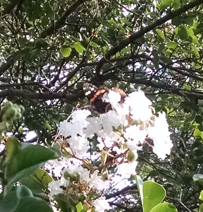 Red Admiral butterfly