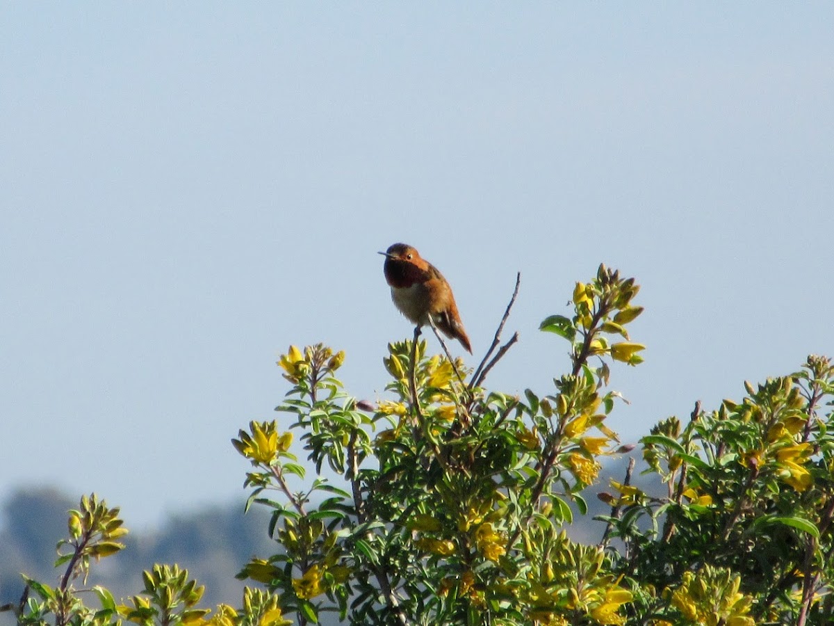 Allens Hummingbird