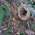 Hummingbird's nest