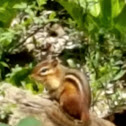 Eastern chipmunk