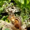 Eastern chipmunk