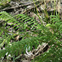 Bi-pinnate Wattle