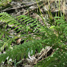 Bi-pinnate Wattle