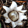 Earthstar