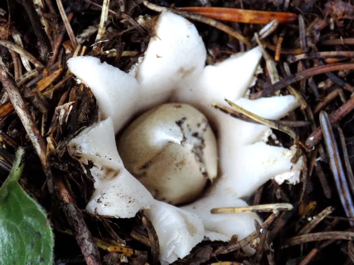 Earthstar