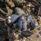 California mussel