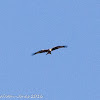 Red Kite; Milano Real