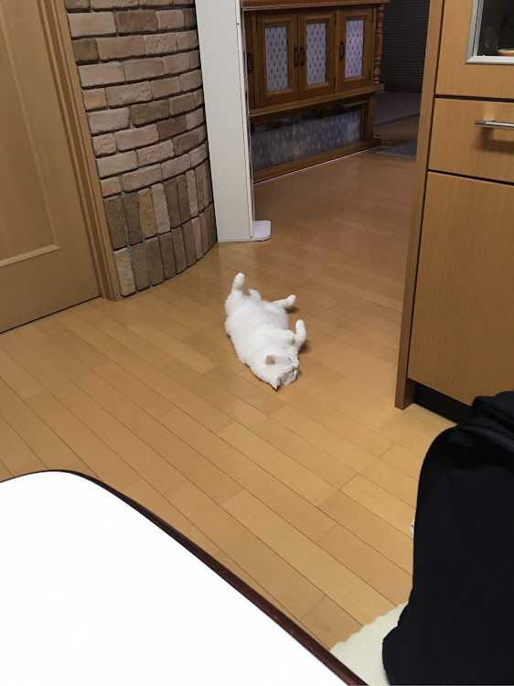 白猫。さんが投稿したカスタム事例の投稿画像1枚目