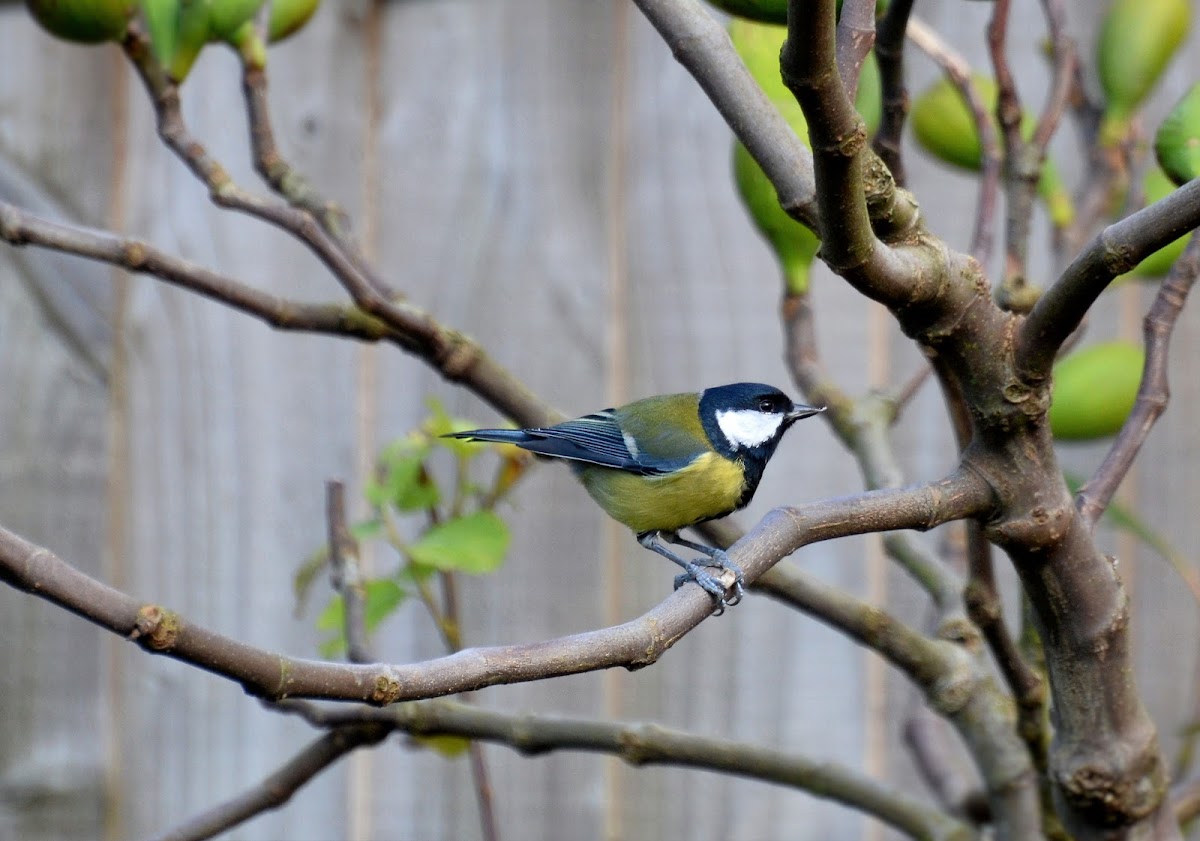 Great Tit