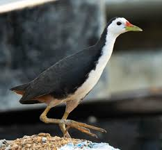 Bird Doll, Spandex Cotton, W12*H10.5cm