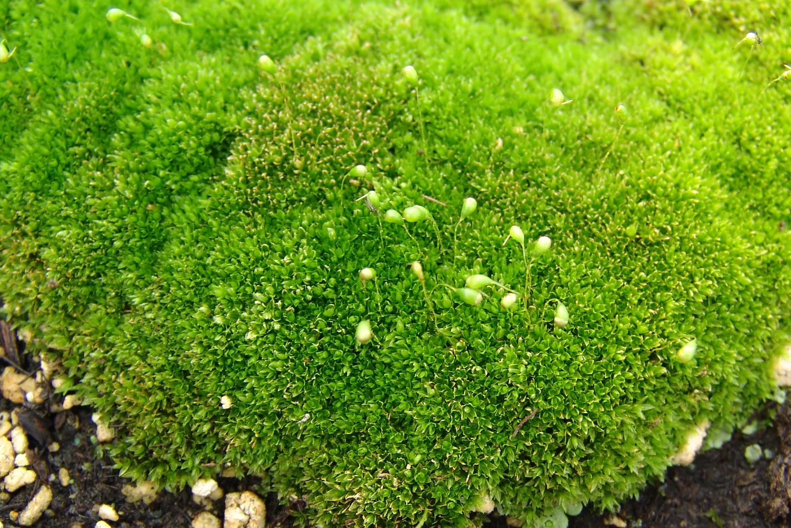 Diagram of Mosses