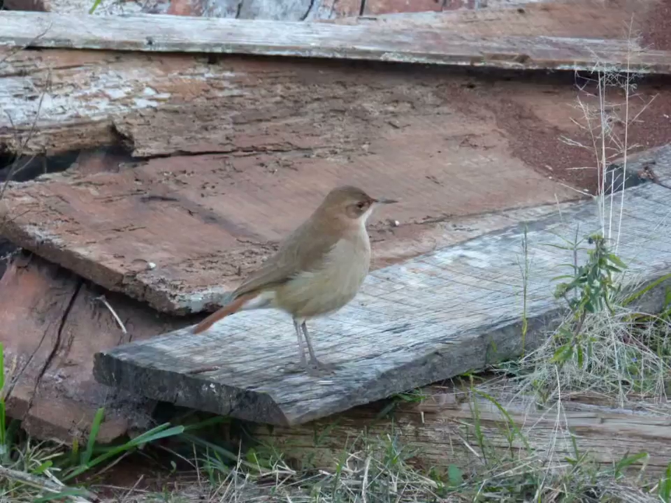 Vídeo: Hoje os passarinhos resolveram aparecer 🐦